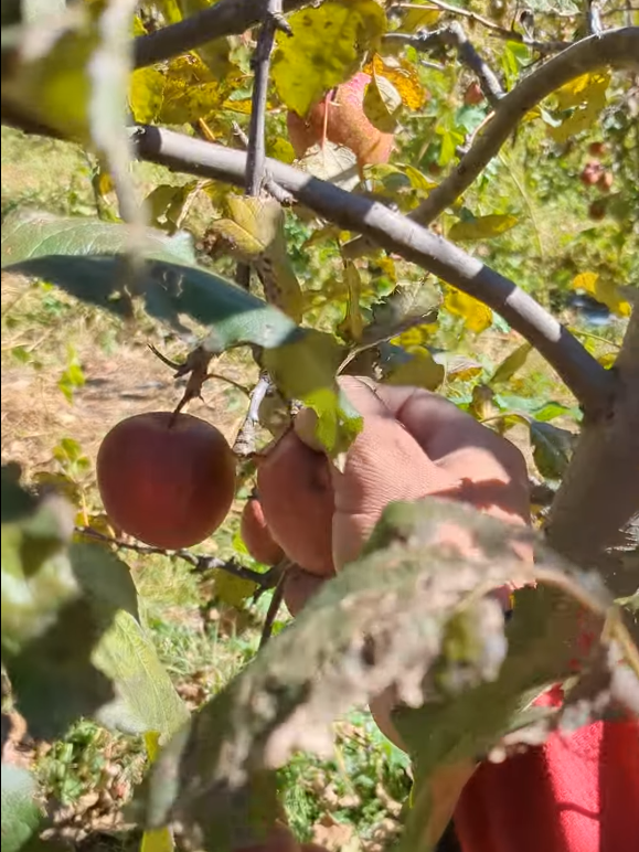 Apple farm at Bhratang